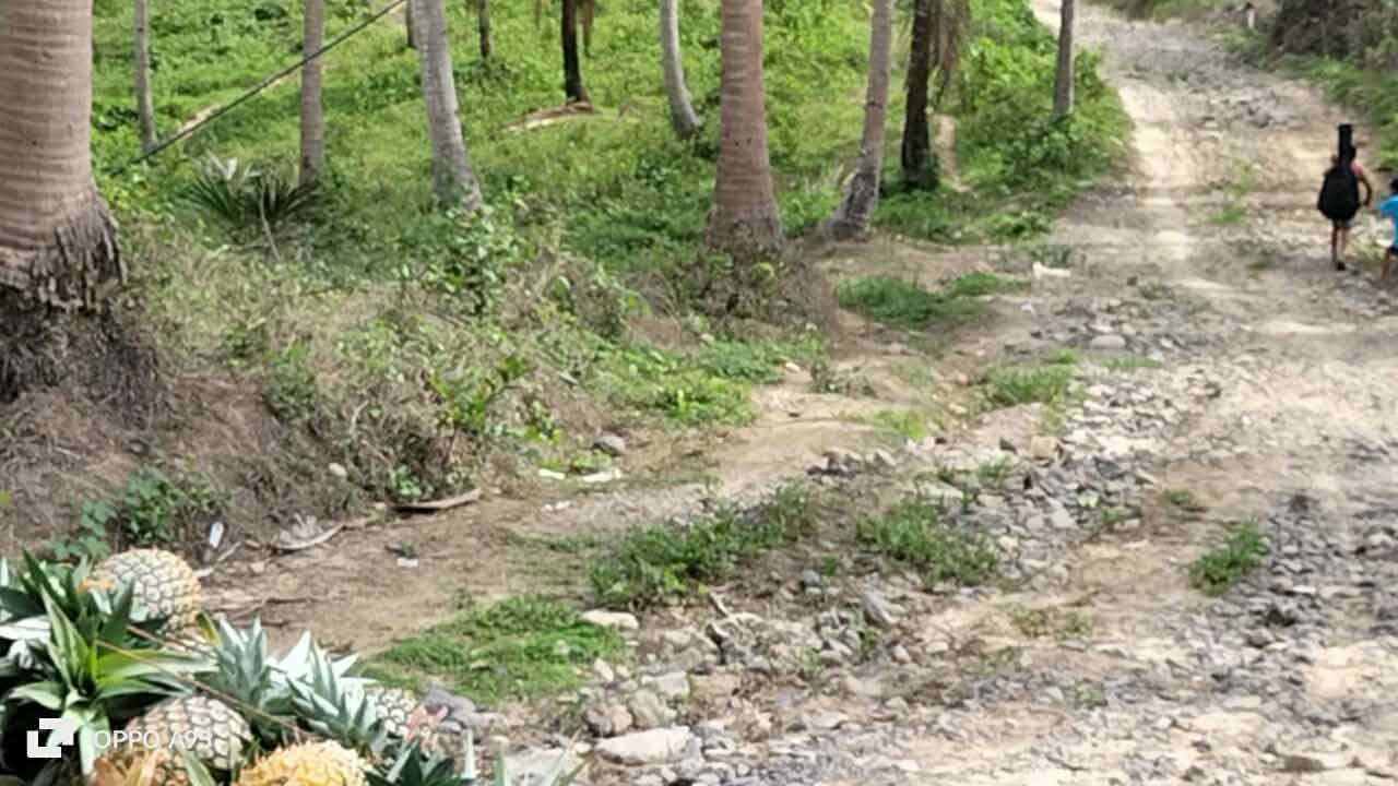 A pineapple harvest beside a rugged road through coconut trees