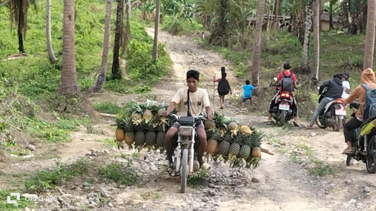 Pineapples being transported by motorcycle along a rugged community road