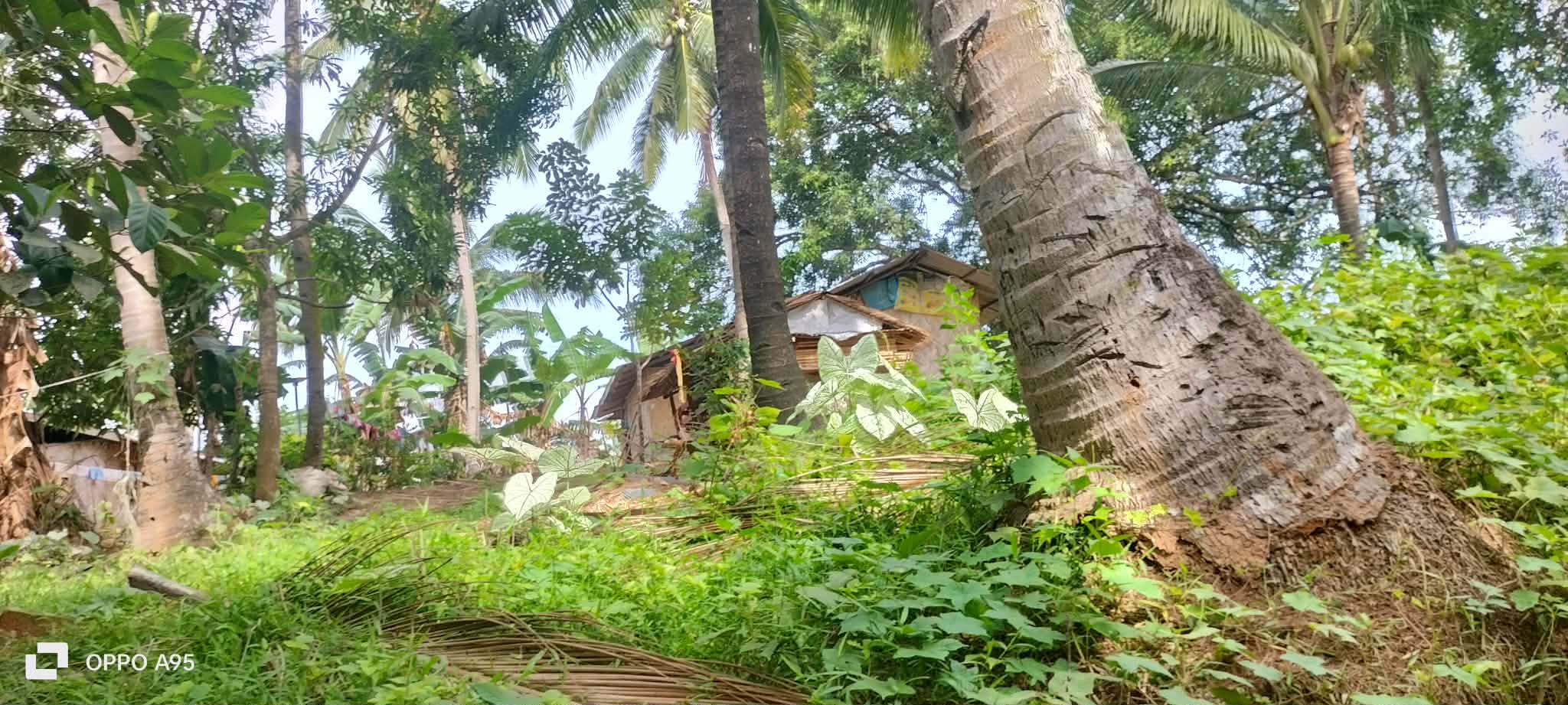 A tropical hillside with homes partly visible among coconut trees and vegetation